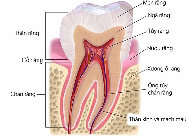 Cấu tạo răng sữa như thế nào?