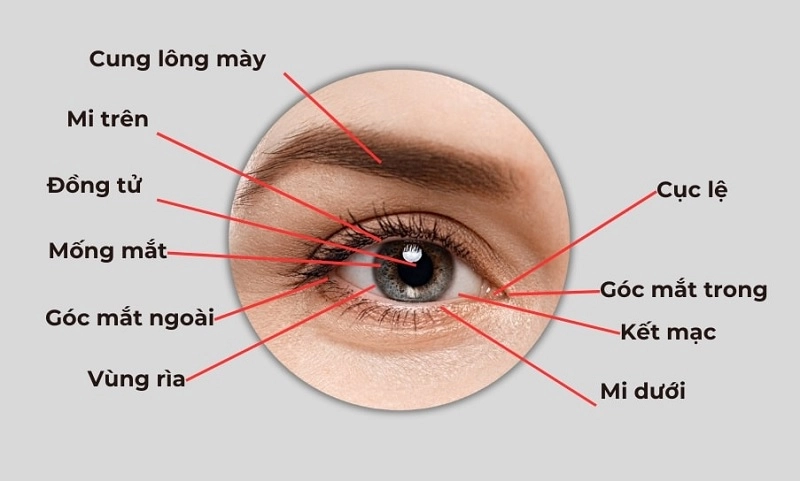 cấu tạo vùng mắt
